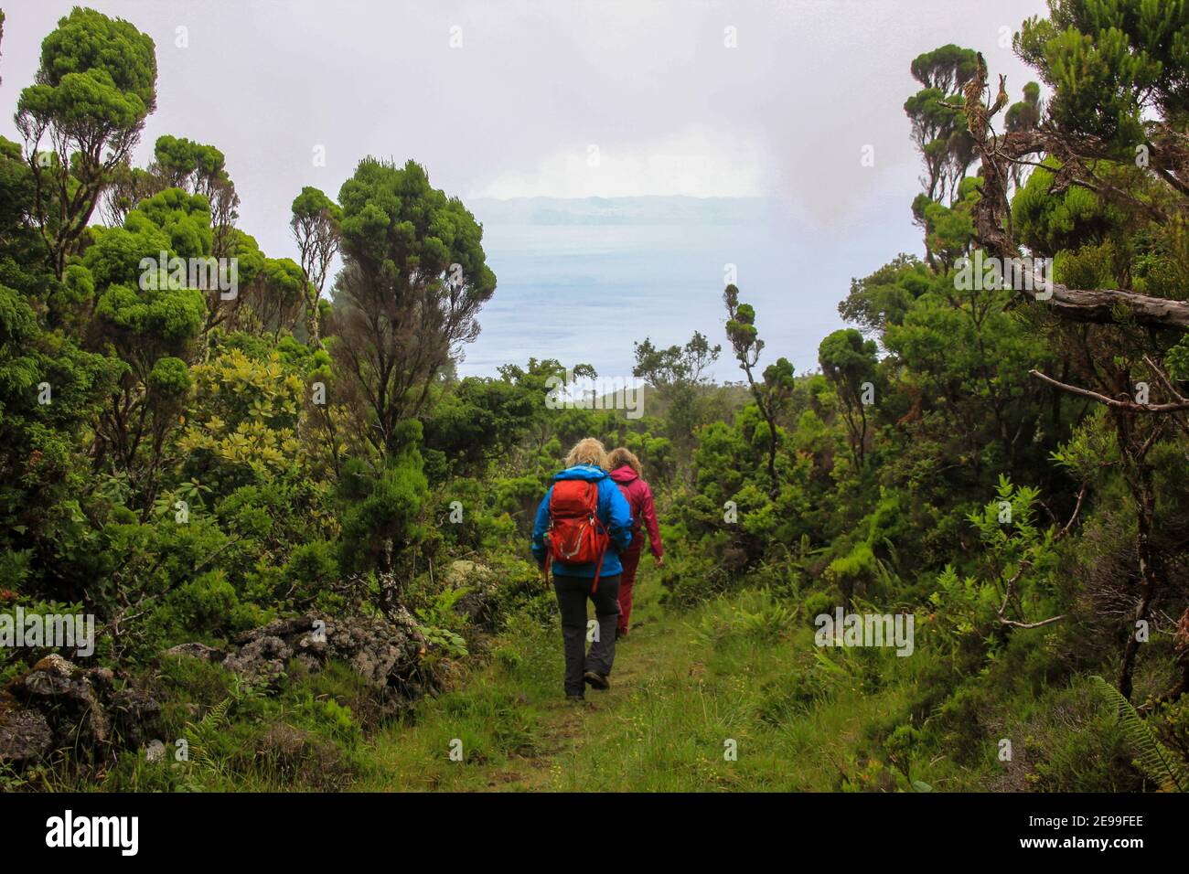 Hiking group, exploring green landscapes, Azores, Pico island. Stock Photo