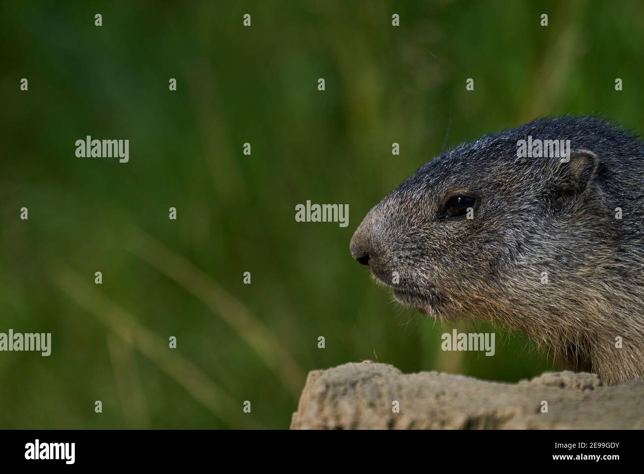 Groundhog Day Movie High Resolution Stock Photography And Images Alamy