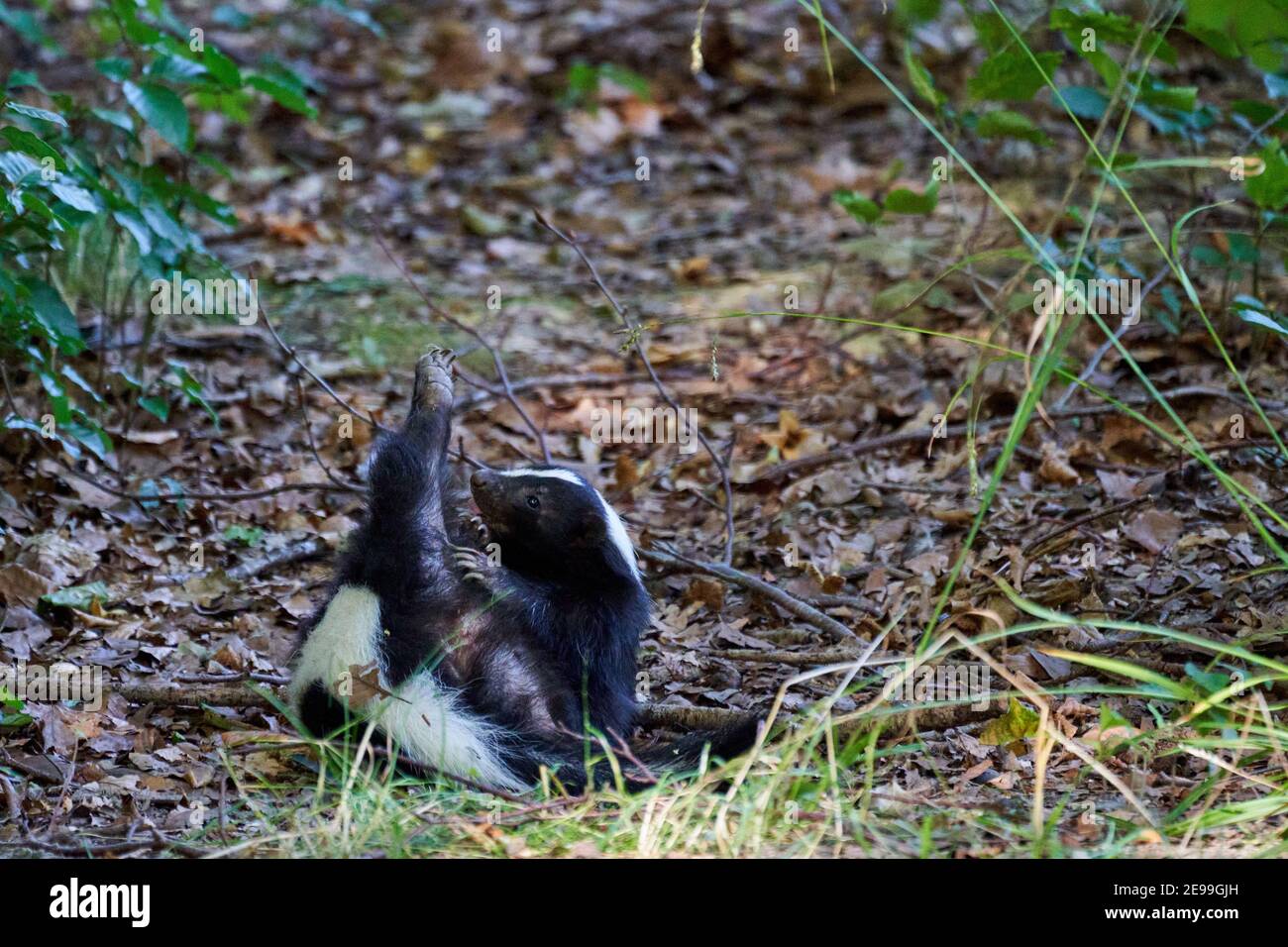 Mephitidae, striped skunk, scratching itself, lying on its back and rolling around in the grass Stock Photo