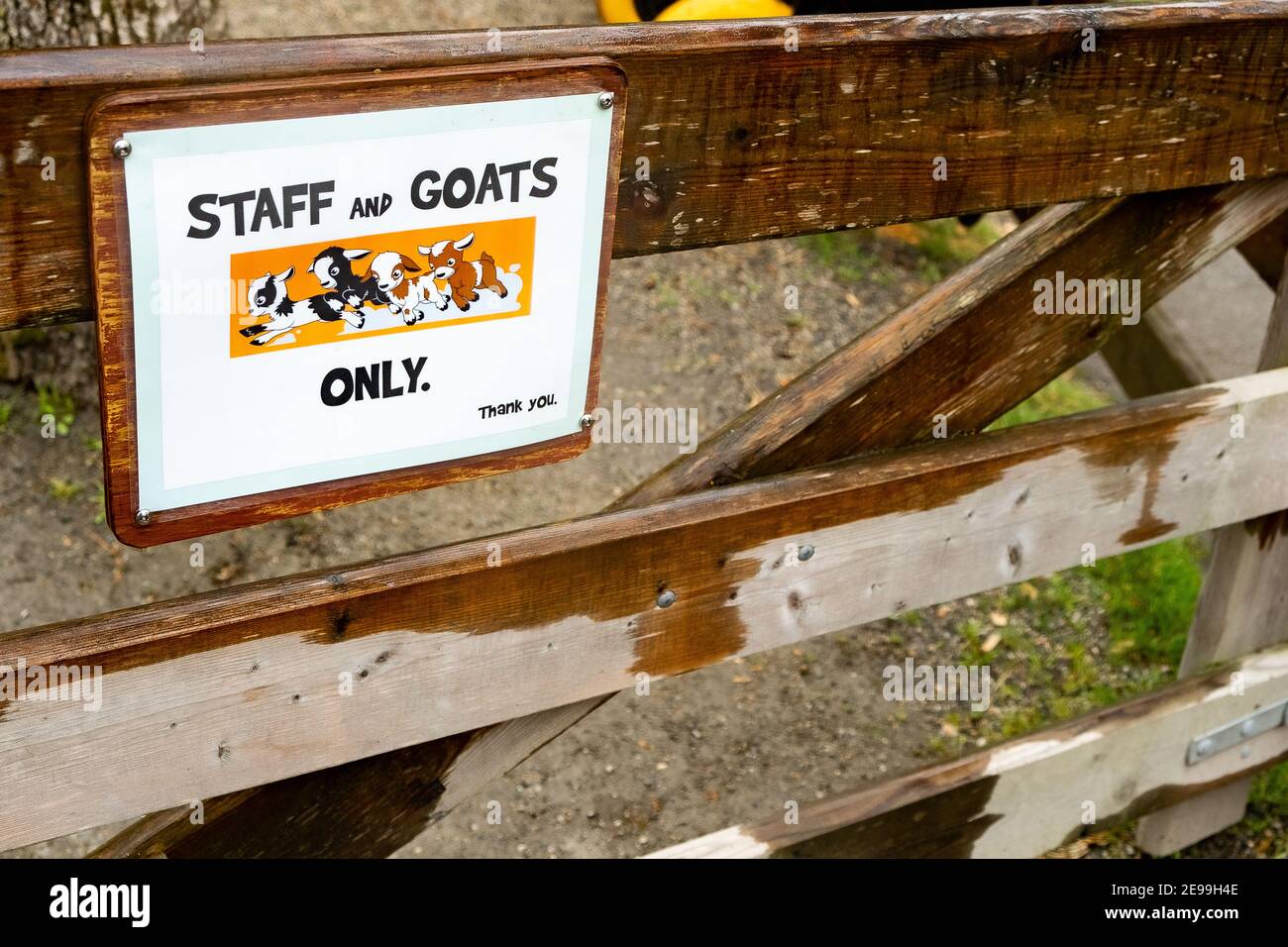 The goats of Beacon Hill park in Victoria, B.C. Canada Stock Photo