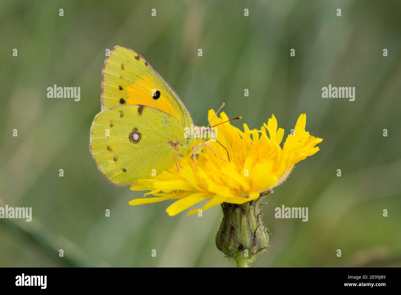 Clouded Yellow Butterfly, Colias croceus, nectering on Hawkweed flower, St. Brides, Pembrokeshire, Wales, 23rd August 2019. Stock Photo