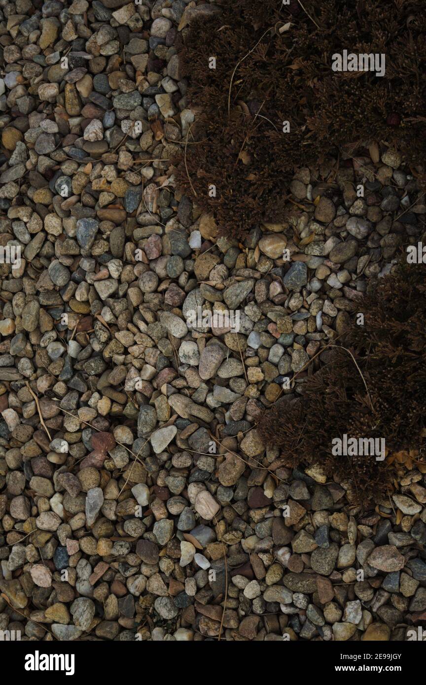 An Evergreen shrub invades a gravel bed filled with rounded river rocks. Stock Photo