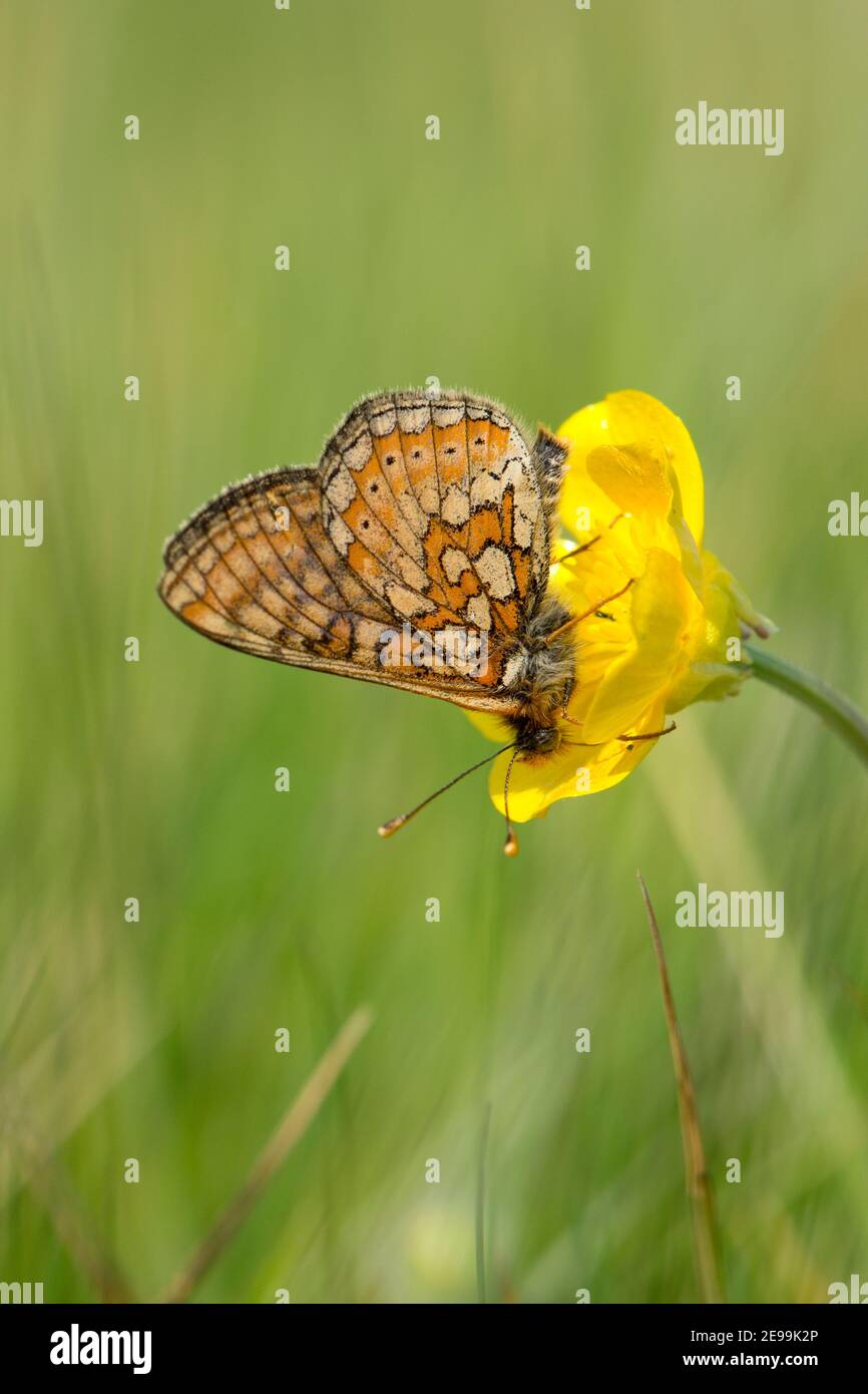 Marsh Fritillary Butterfly, Euphydryas aurinia, nectaring on Creeping Buttercup, Ranunculus repens, at BBOWT's Seven Barrows reserve, Berkshire. Stock Photo