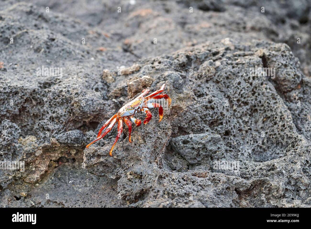 red rock crab , Grapsus grapsus, also known as Sally Lightfoot crab sitting on the lava rocks of the galapagos islands, Ecuador, South America Stock Photo