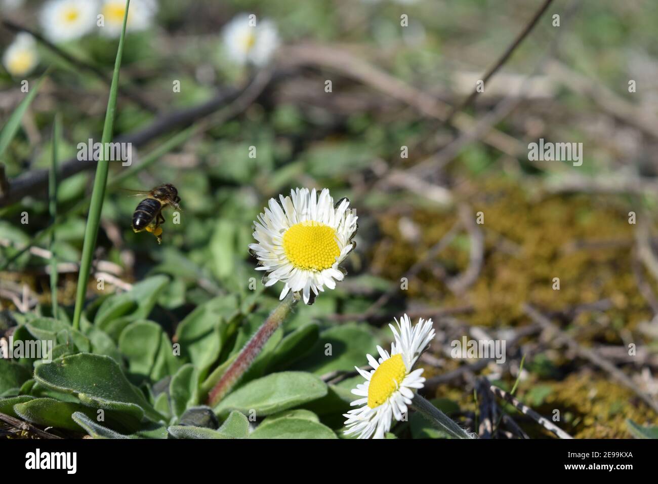 Bee on chamomile in the meadow Stock Photo Alamy