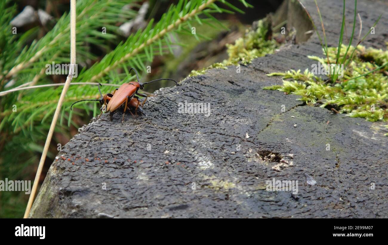 Stictoleptura rubra, the red-brown Longhorn Beetle, is a species of beetles belonging to the family Cerambycidae. Sitting on a tree with moss Stock Photo