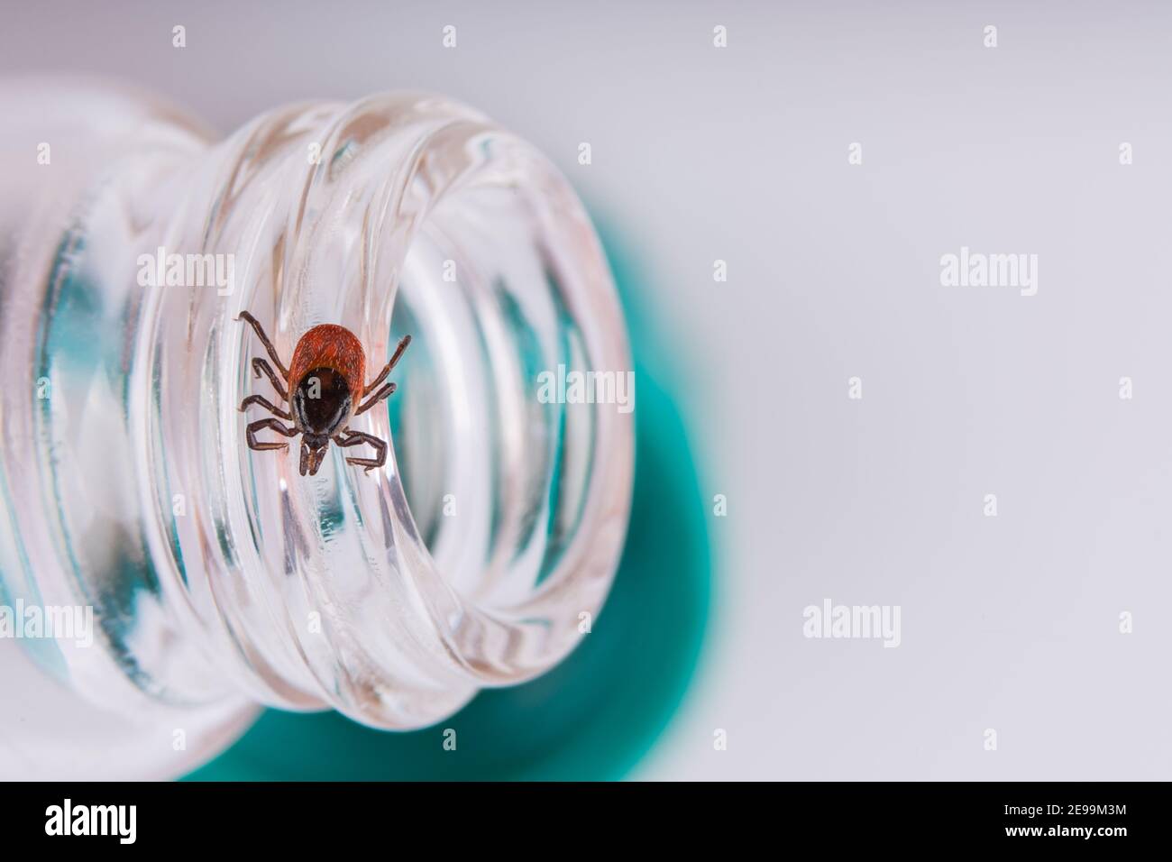 Deer tick on small glass lab test tube on a white background. Ixodes ricinus. Dangerous parasite on thread detail of open medical vial in laboratory. Stock Photo