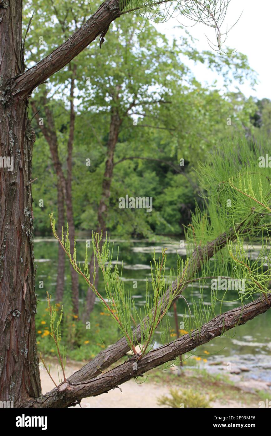 Close up of a branch and needle shaped leaves and the textured bark of a Pond Cypress tree in front of a lake in Janesville, Wisconsin, USA Stock Photo