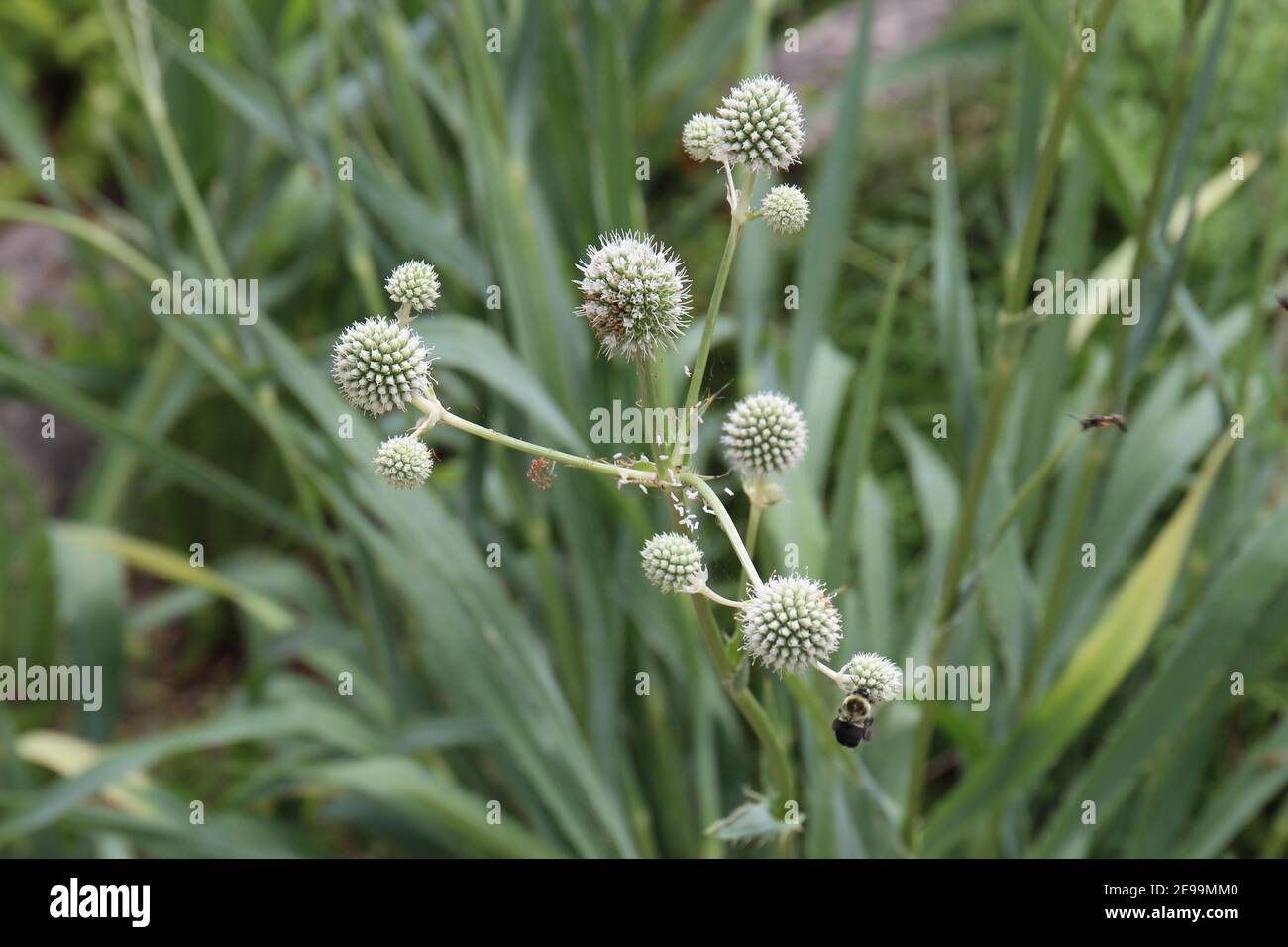 Close up of a Rattlesnake Master, Eryngium yuccifolium, plant with a bumblee gathering nectar from the flowers in Wisconsin, USA Stock Photo