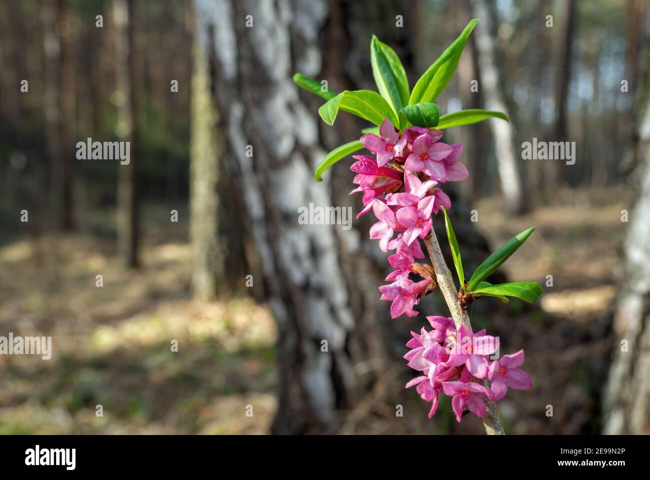 Pink flowers of February daphne, Daphne mezereum in blooming in sunny spring day. Focus on foreground, copy space Stock Photo