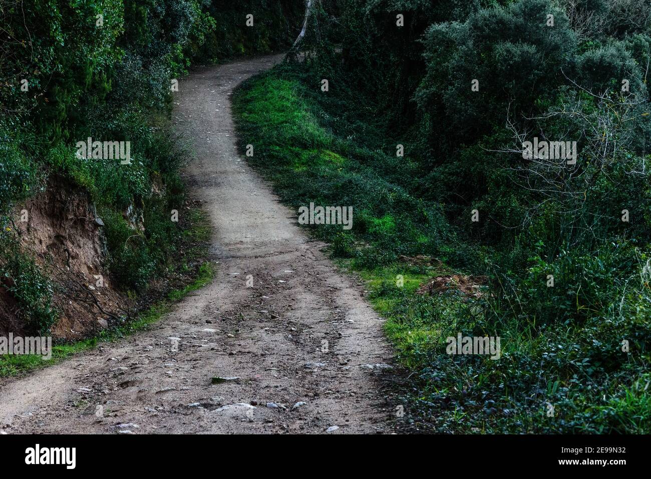A winding walking path in the hills surrounded by thick green trees. Stock Photo
