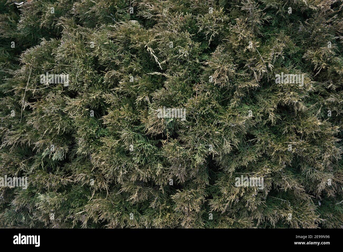 The spiky texture of an Evergreen bush fills the frame of a close overhead photo. Stock Photo