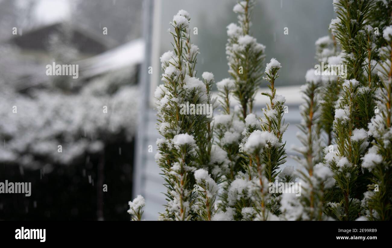 Close up on some green bushes in front of a suburban house, covered in white snow; taken in the winter near the Christmas holiday. Stock Photo