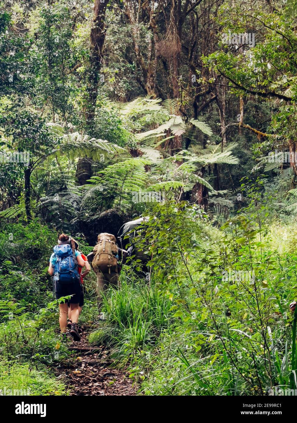 Backpackers entering a deep jungle while they have hiking walk on the