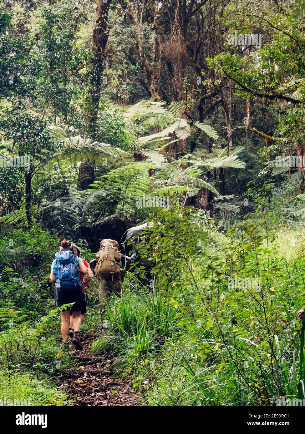 Backpackers entering a deep jungle while they have hiking walk on the Umbwe route in the forest to Kilimanjaro mountain. Active climbing people and tr Stock Photo