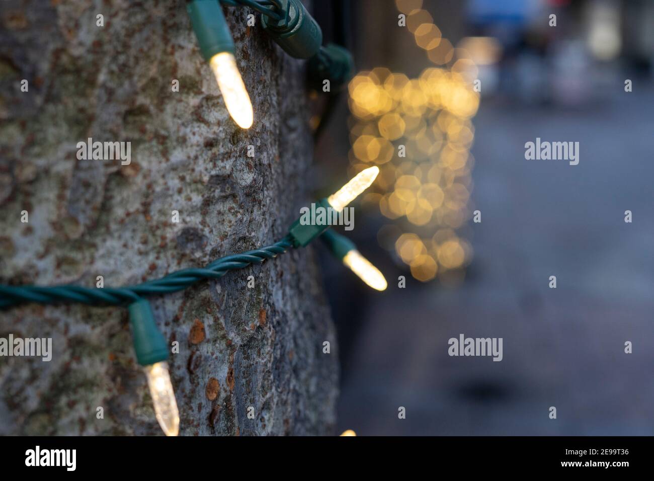 Close up on lights wrapped around a strong tree base and branches; taken during the winter close to the Christmas holiday. Stock Photo
