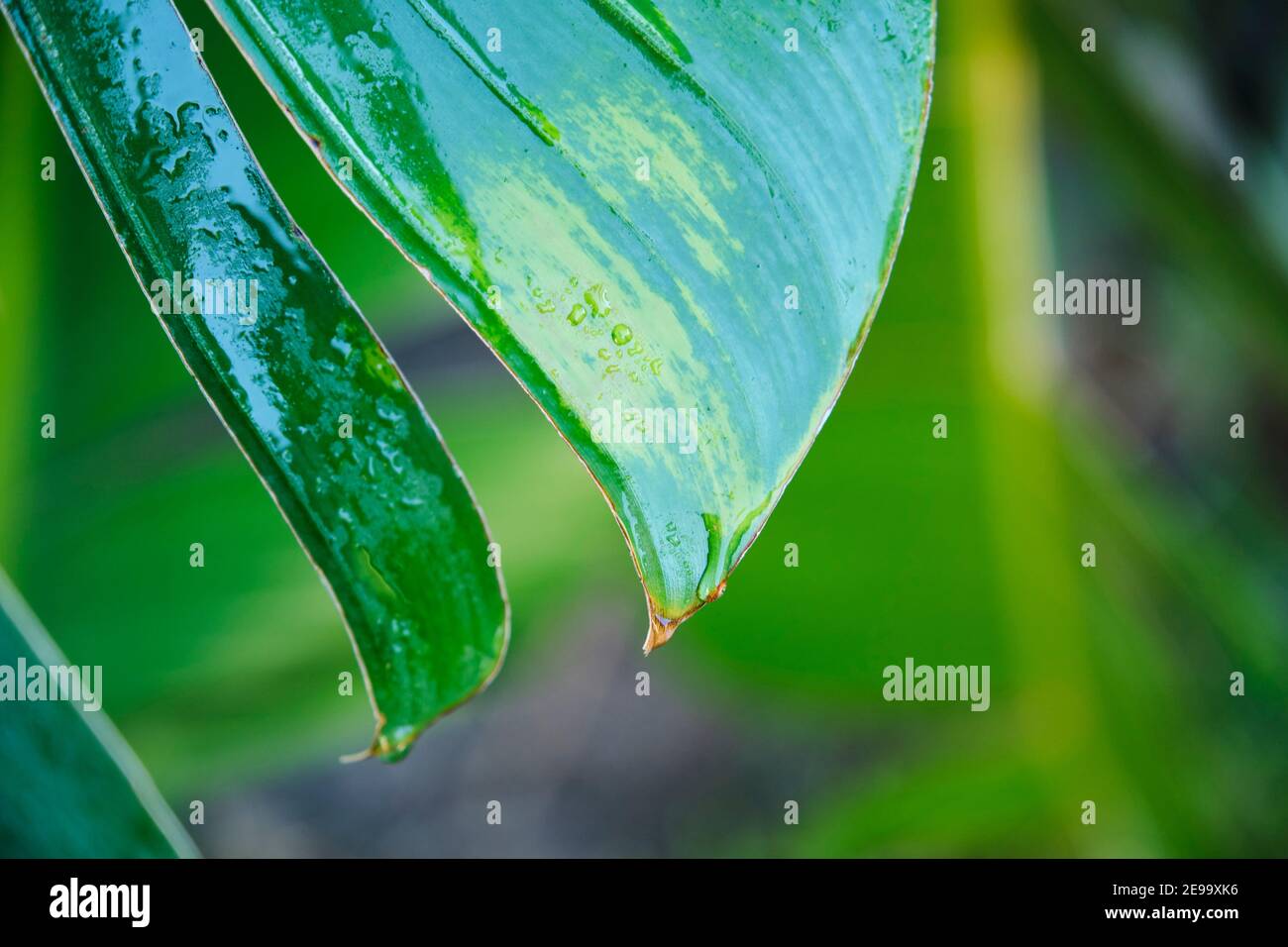 Detail of tropical vegetation after rain, drops running down the leaves. Scene of freshness and peace in nature. Image with copy space. Stock Photo