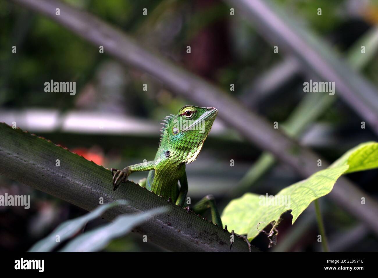 Colorful green lizard looking curious while laying on pineapple leaf Stock Photo