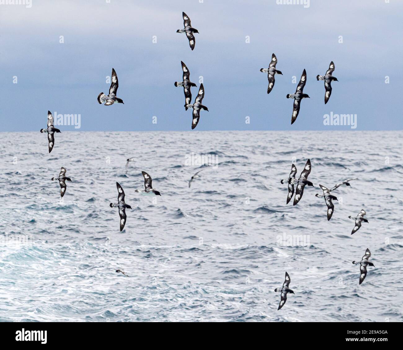 Cape petrels, Daption capense, in flight in the Drake Passage, Antarctica. Stock Photo