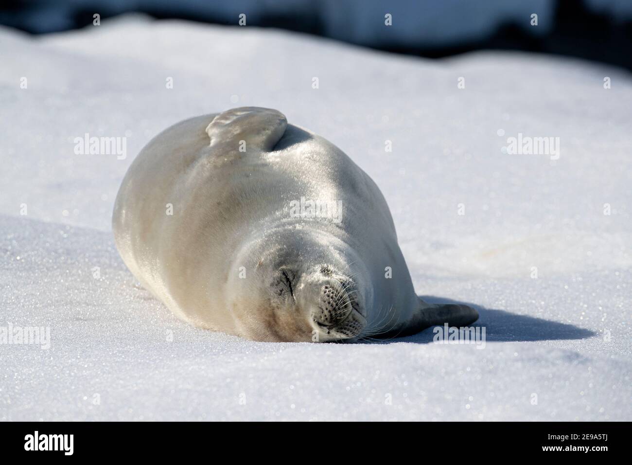 An adult crabeater seal, Lobodon carcinophaga, hauled out on sea ice in the Useful Islands, Gerlache Strait, Antarctica. Stock Photo
