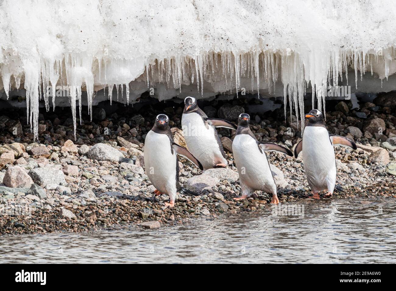 Gentoo penguins, Pygoscelis papua, walking along the beach in Neko