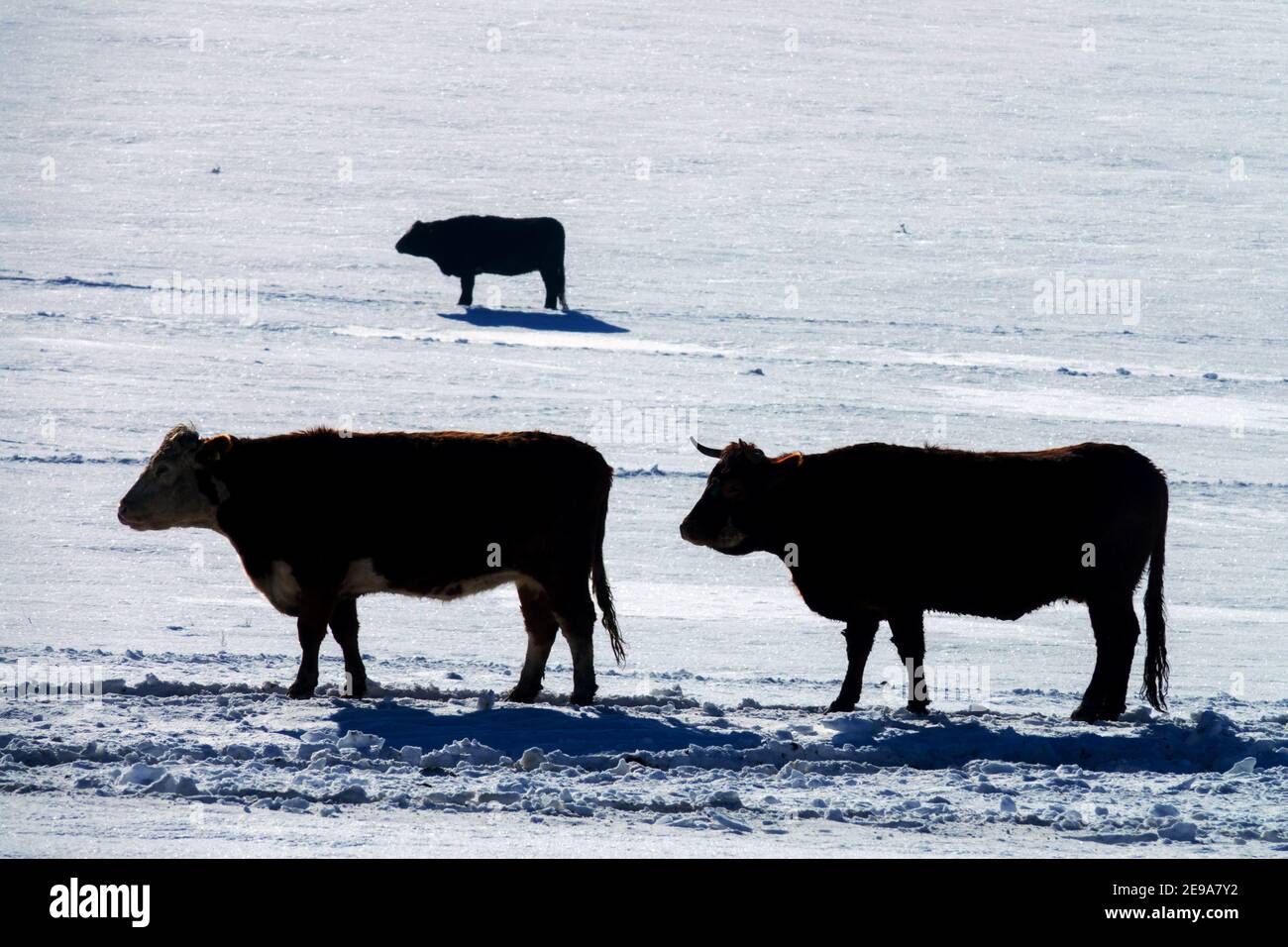 Three cows field in winter snow pasture, cattle Stock Photo