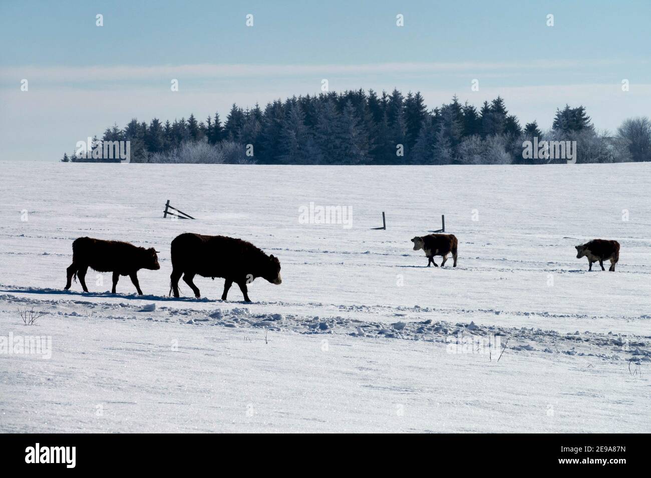 Cows field in winter snow pasture Mountain snowy meadow Cattle Stock Photo