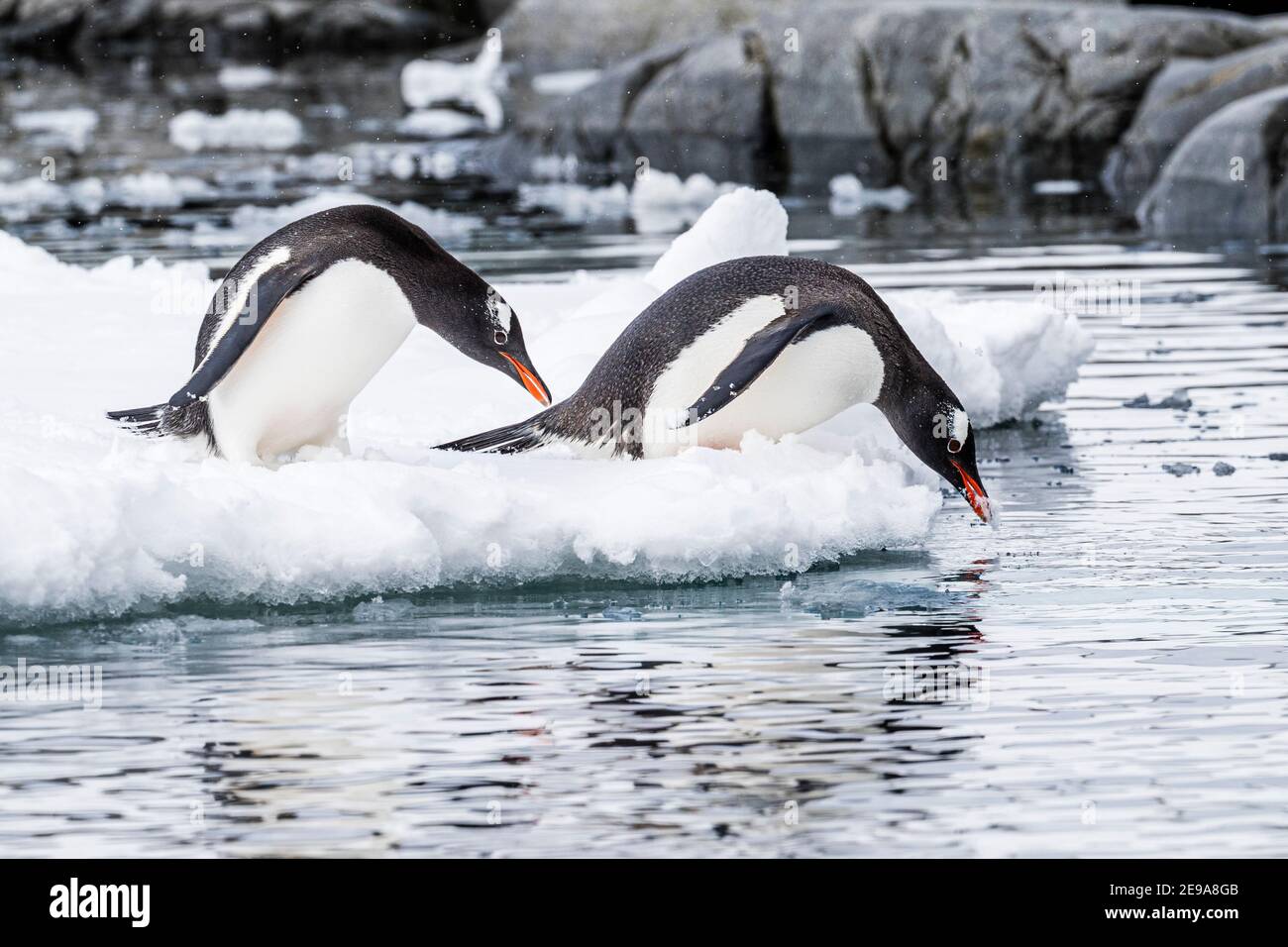 Gentoo penguins, Pygoscelis papua, leaping off ice floe at Port Lockroy, Antarctica. Stock Photo
