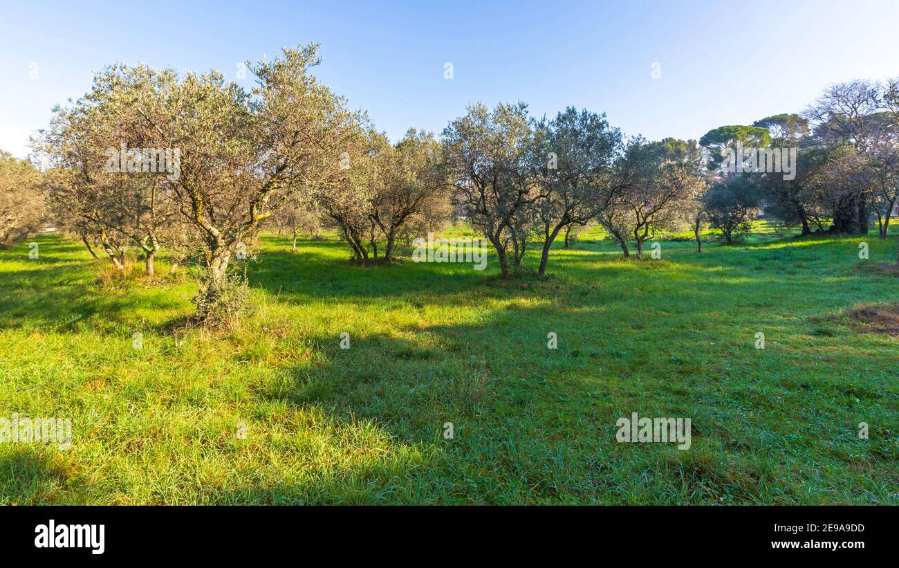 Historic Olive Trees in Saint Remy de Provence France Stock Photo Alamy