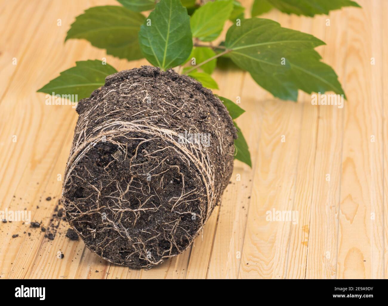 In process of repotting Hibiscus - Roots close up Stock Photo - Alamy