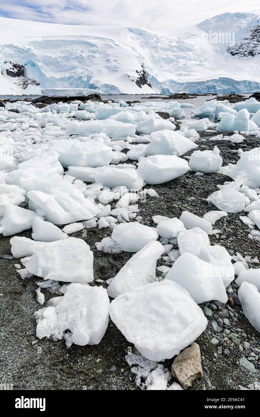 Brash ice stranded on the beach at low tide in Mikkelsen Harbor, Trinity Island, Antarctica. Stock Photo