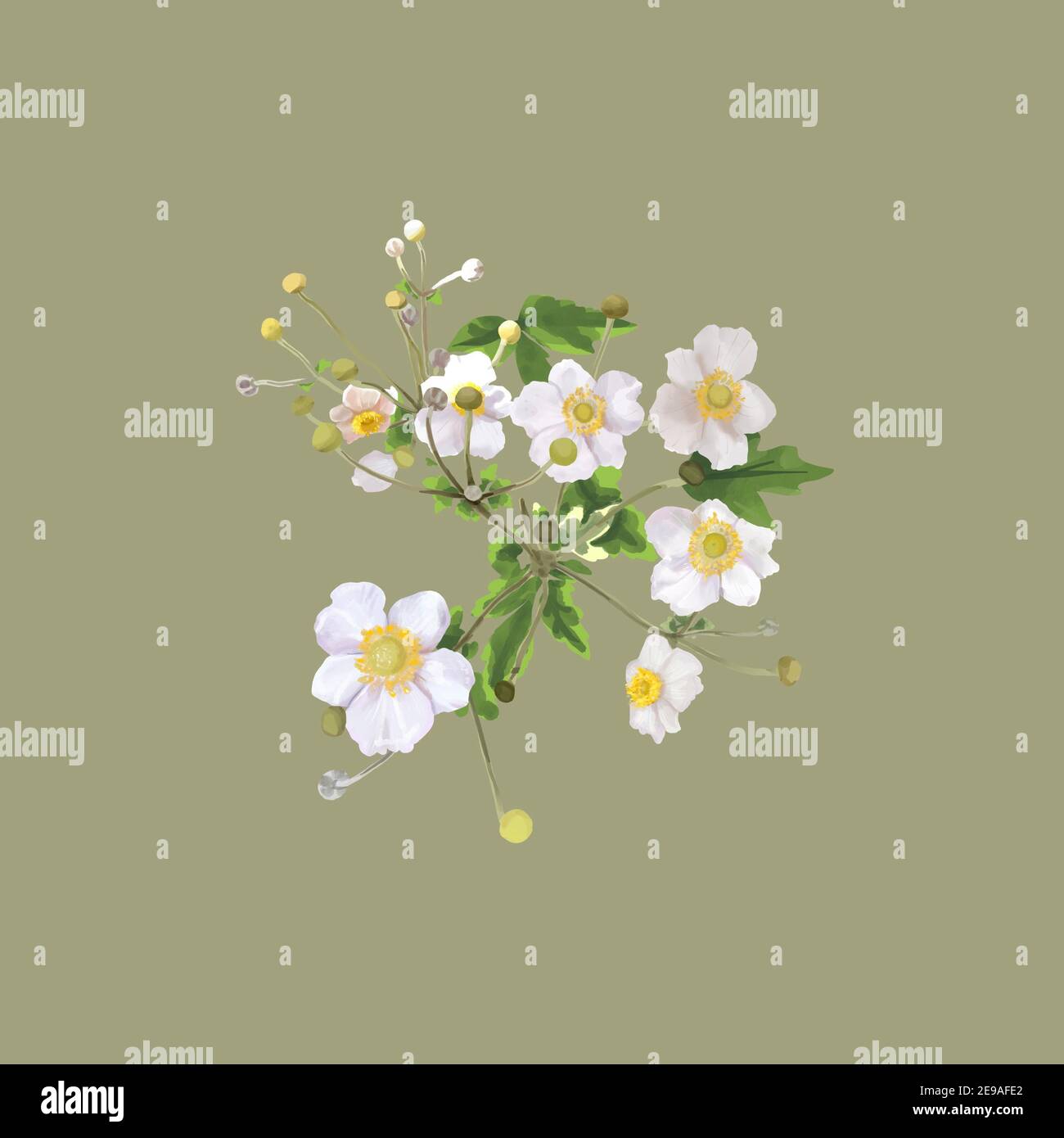 white flowers with a yellow center. bush of white flowers. watercolor  Stock Photo
