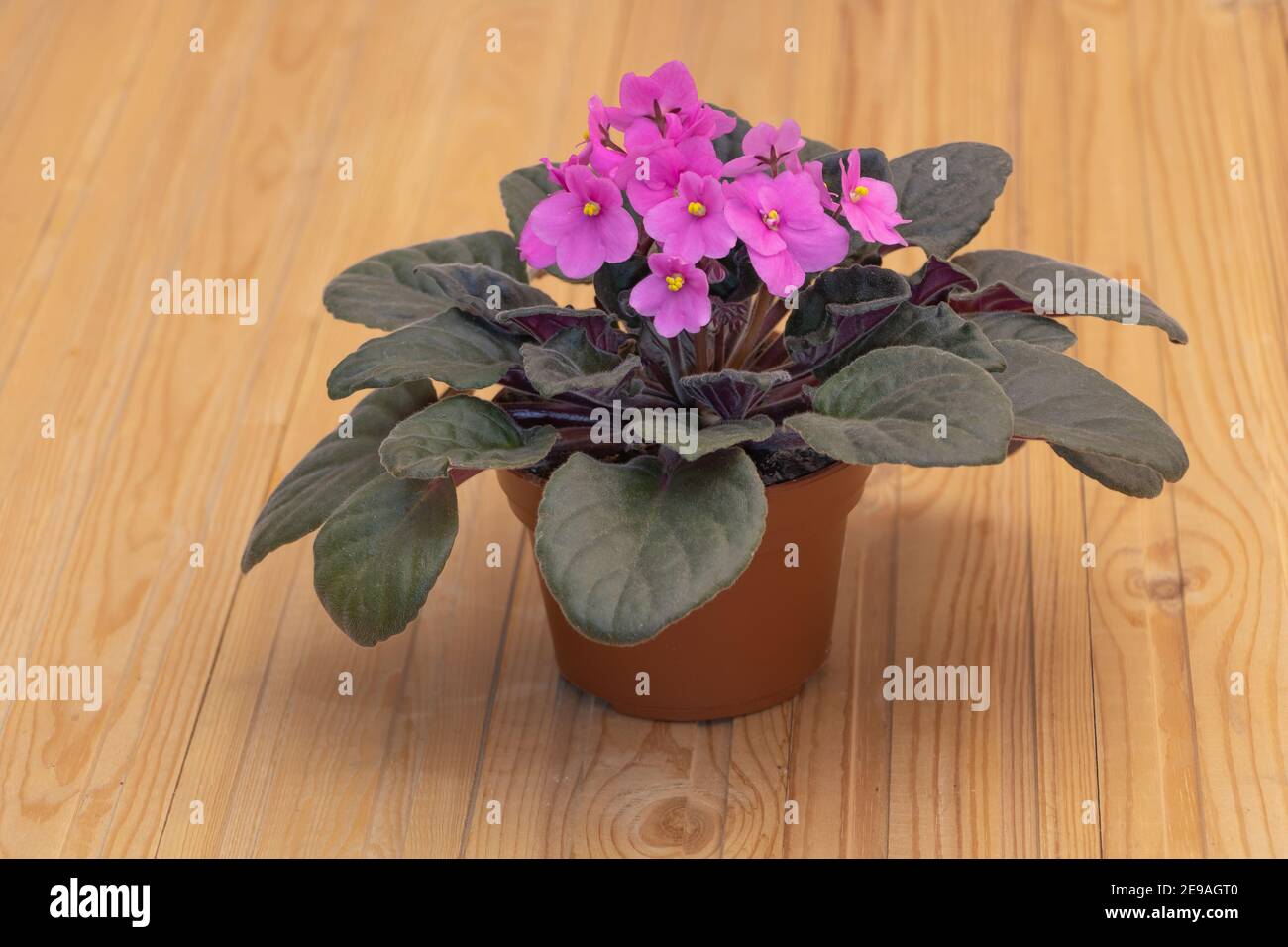 Beautiful African violet with pink flowers close up. How to grow African violets at home concept. Stock Photo