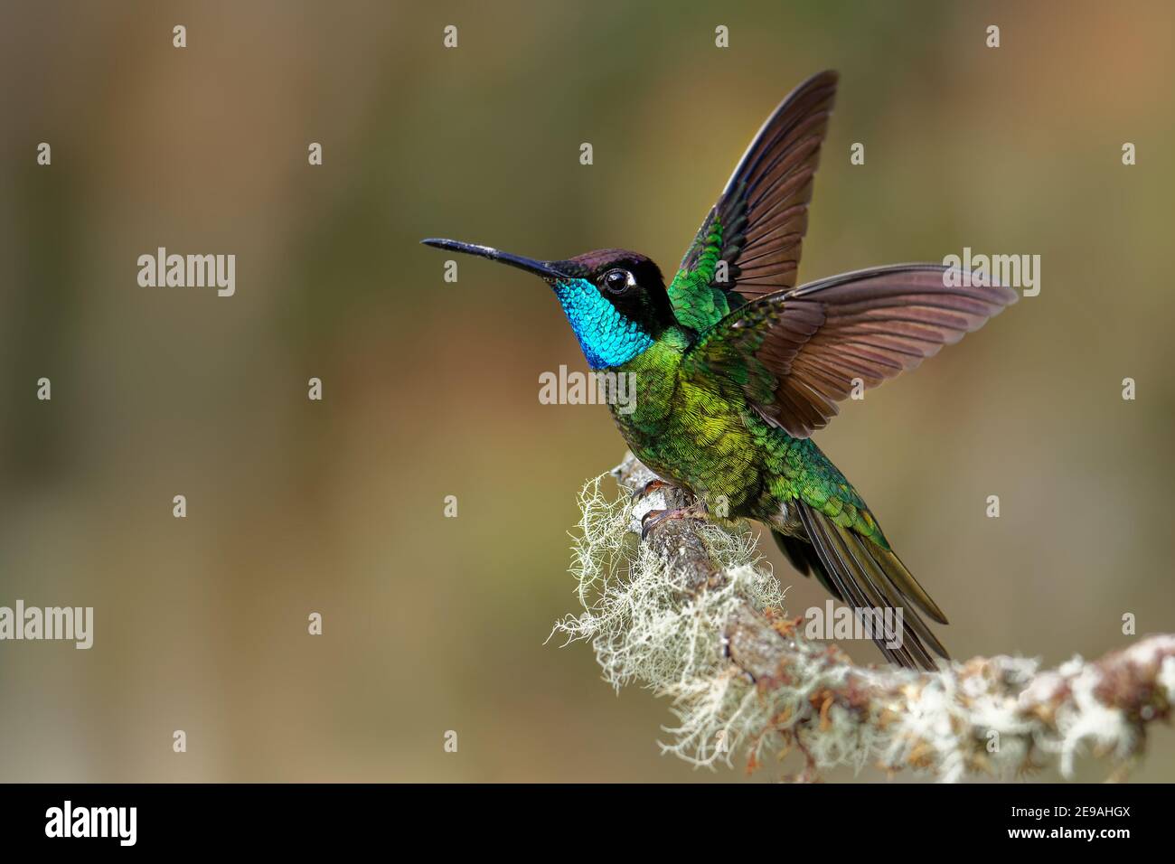 Fauna de panamá hi-res stock photography and images - Alamy