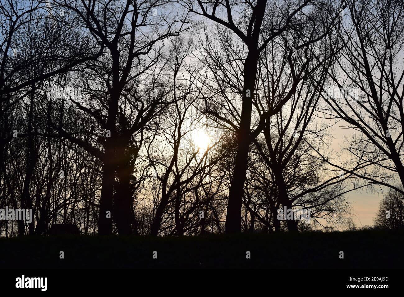 Trees and bushes in winter backlit by a sunset Stock Photo