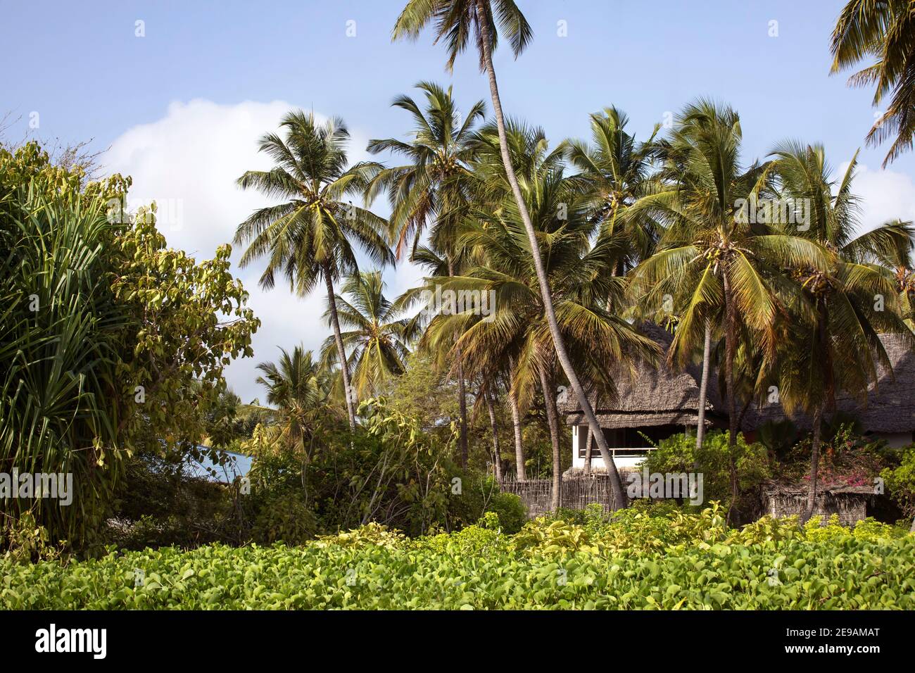 Zanzibar rural landscape with rainforest plants and small house under the palm trees. Tropical climate, traveling to exotic countryside. Zanzibar, Stock Photo