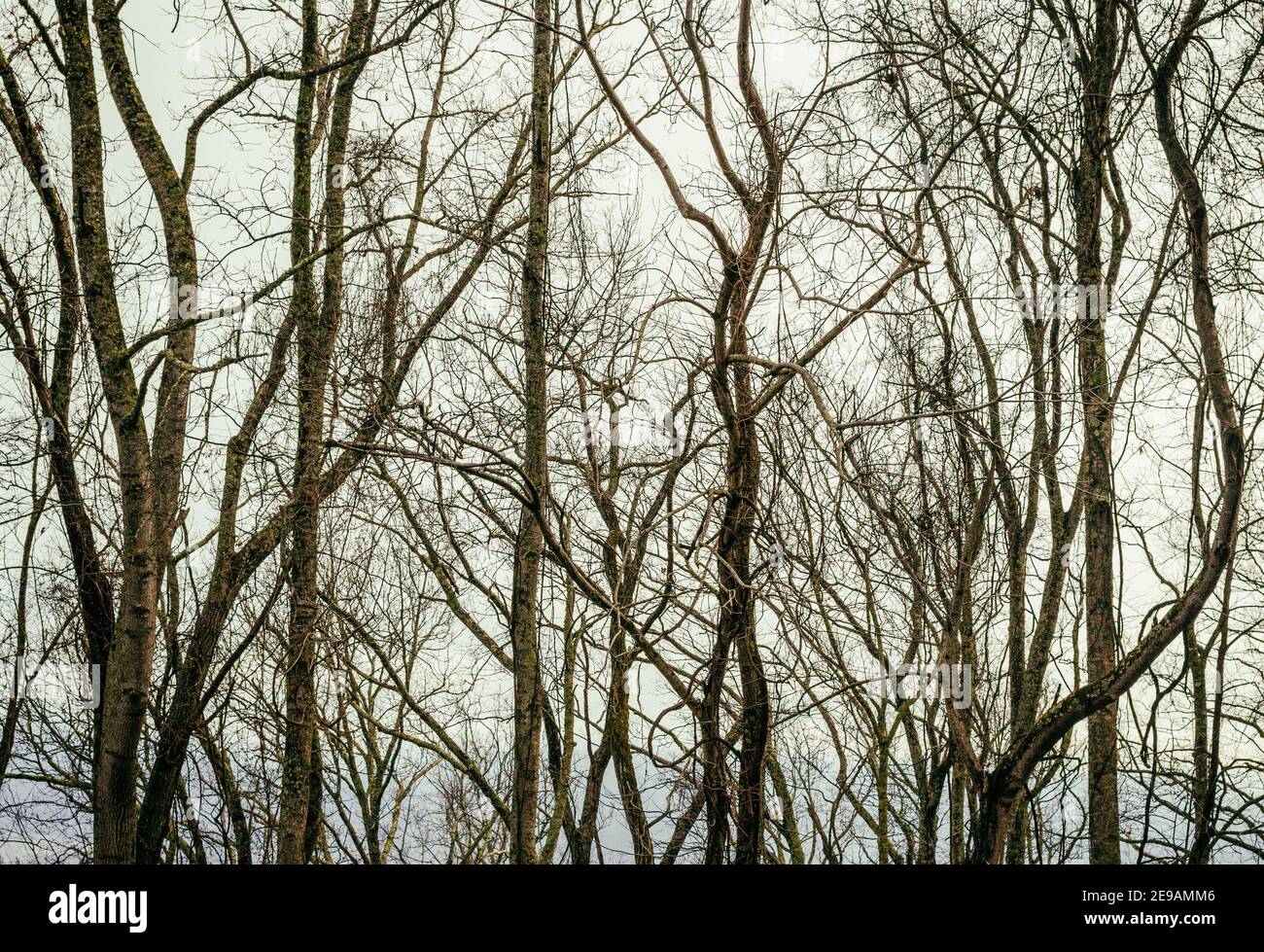 Bare tree trunks in winter, on the Blue Ridge Parkway near Asheville, NC, USA, create an abstract background. Stock Photo