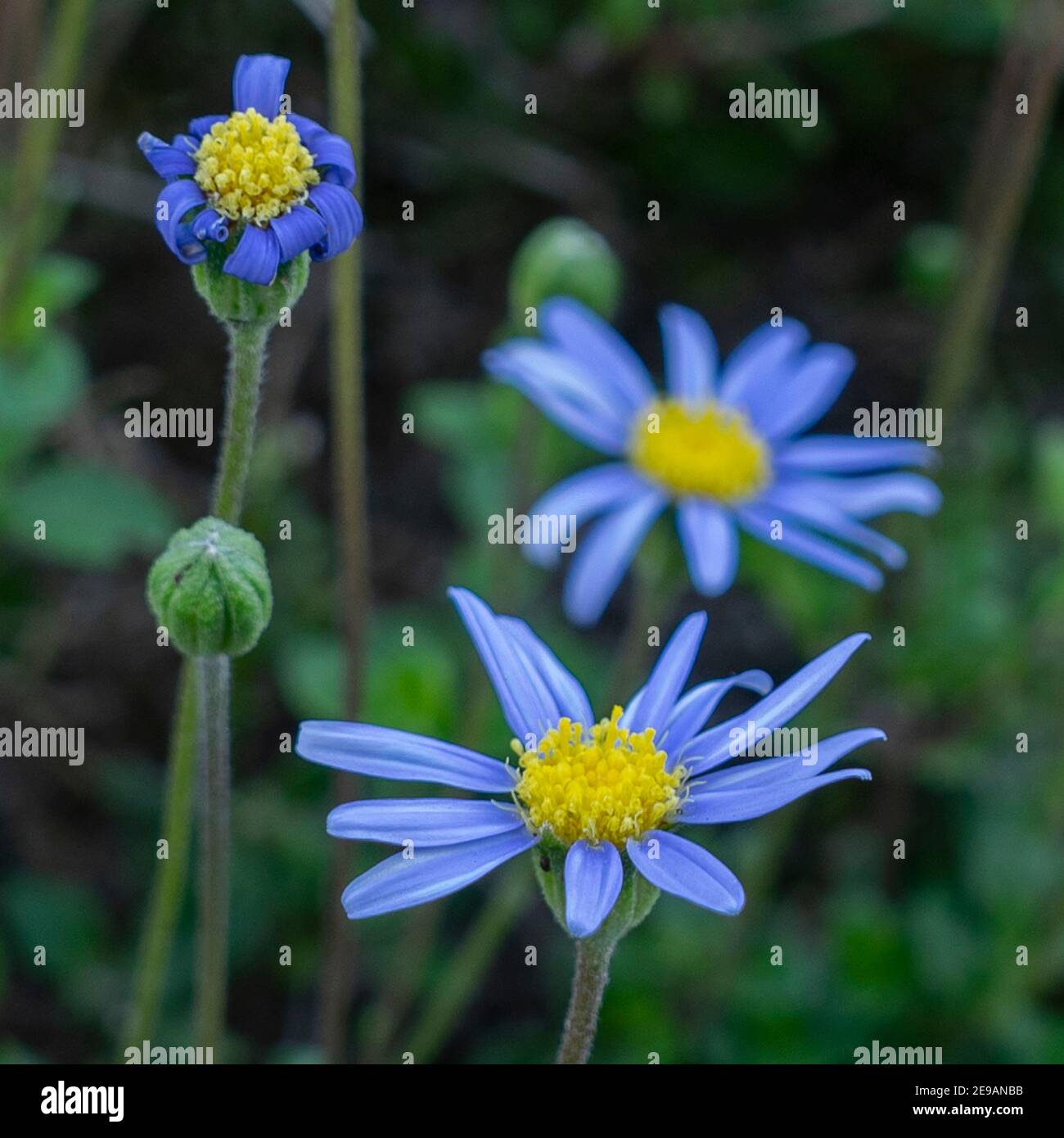 Blue Alpine Daisies, or Asteralalpinus, are easy to grow in a sunny spot in Southern California, such as Zone 10B Stock Photo