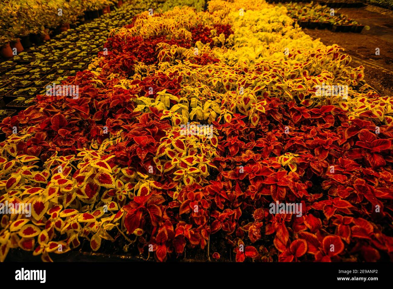 Colorful coleus plants growing in modern greenhouse in the evening at