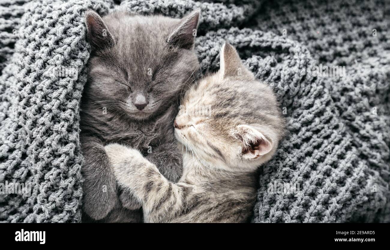 Couple cute kittens in love sleeping kissing on gray soft knitted blanket. Cats rest napping on bed. Feline love and friendship on valentine day Stock Photo