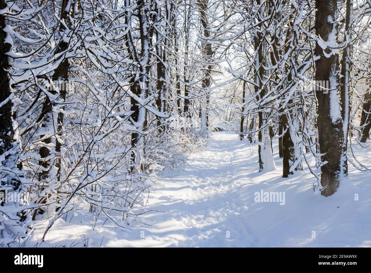 trail among snow covered trees Stock Photo