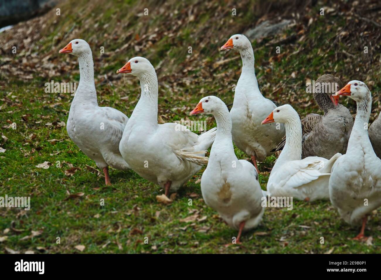 A group of white ducks and geese with orange beaks Domesticated birds for meat and feathers. Stock Photo