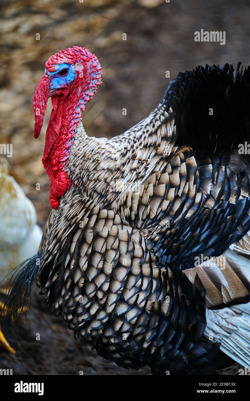 Male turkey portrait with a big red appendage on his head Stock Photo
