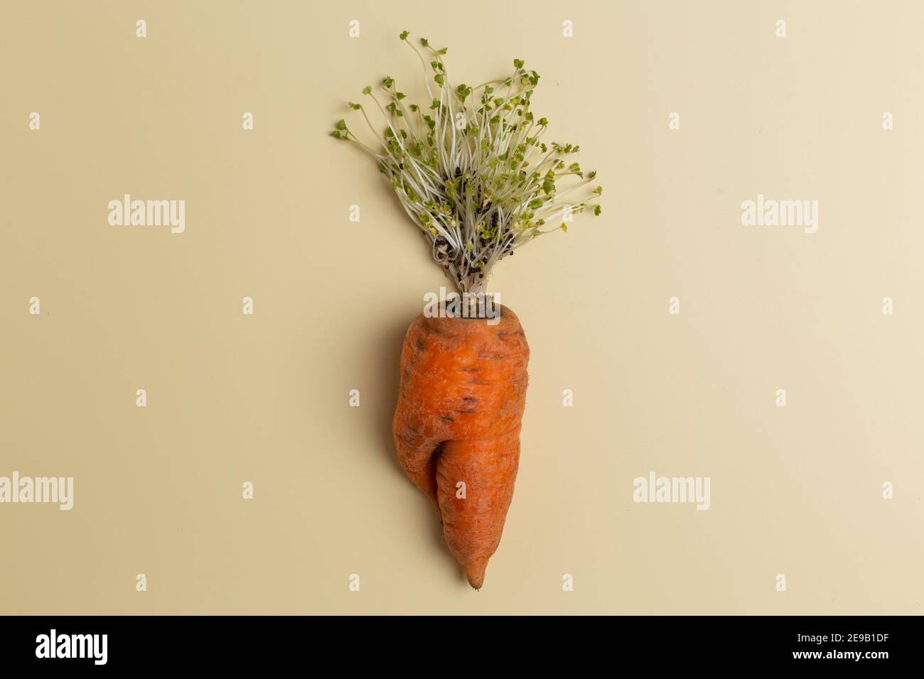 trendy ugly carrot with tops from micro-herb creative concept Stock Photo
