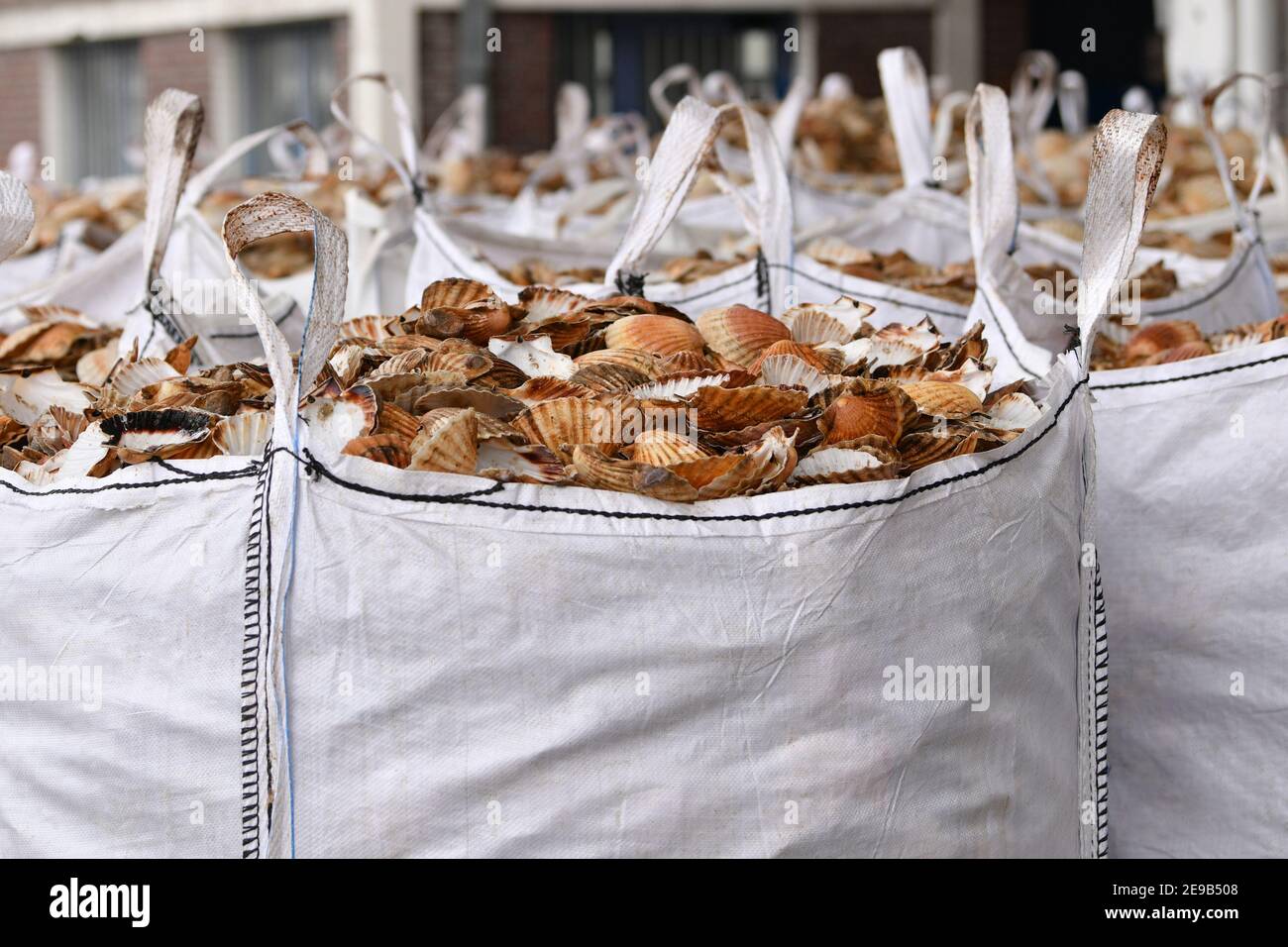 Bags with empty scallop shell for processing Zero waste Stock Photo