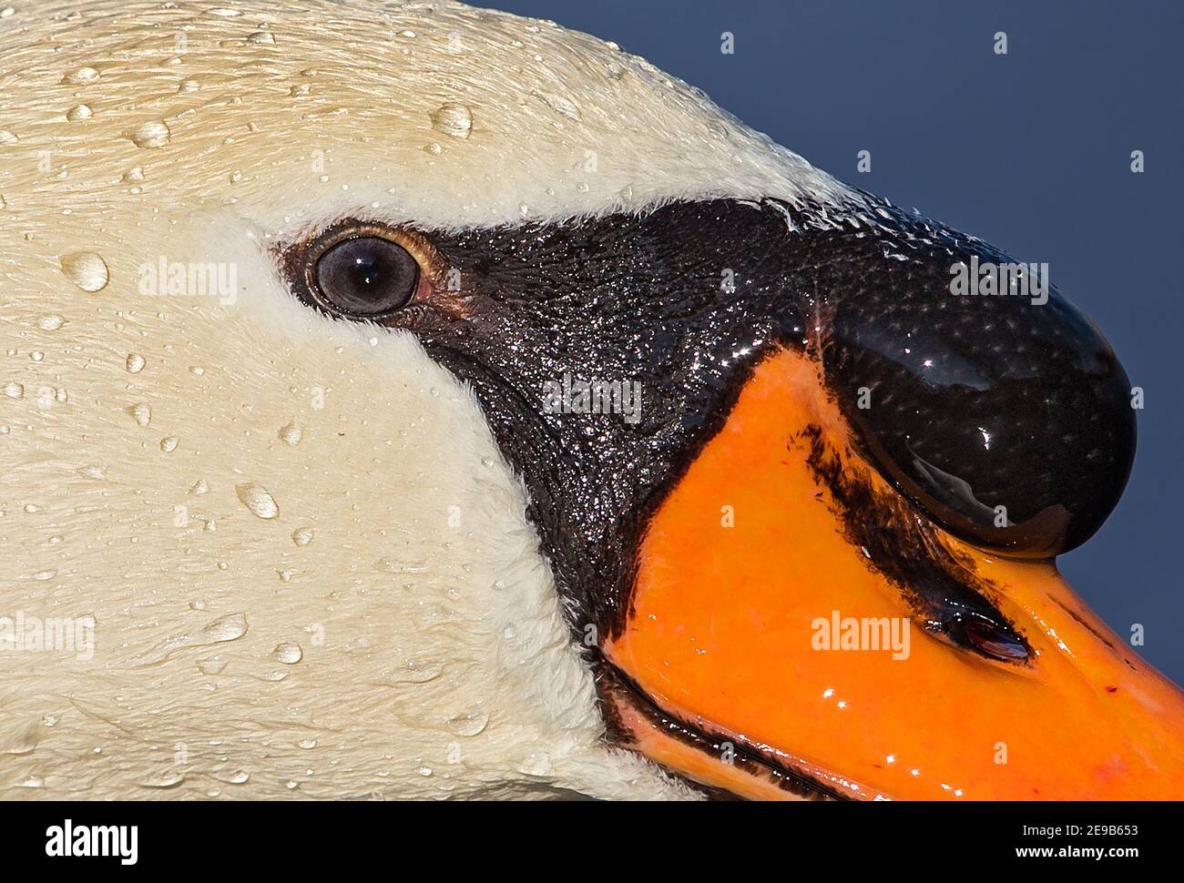 Mute Swan (Cygnus olor) portrait of head with bill and hump, Baden-Wuerttemberg; Germany Stock Photo