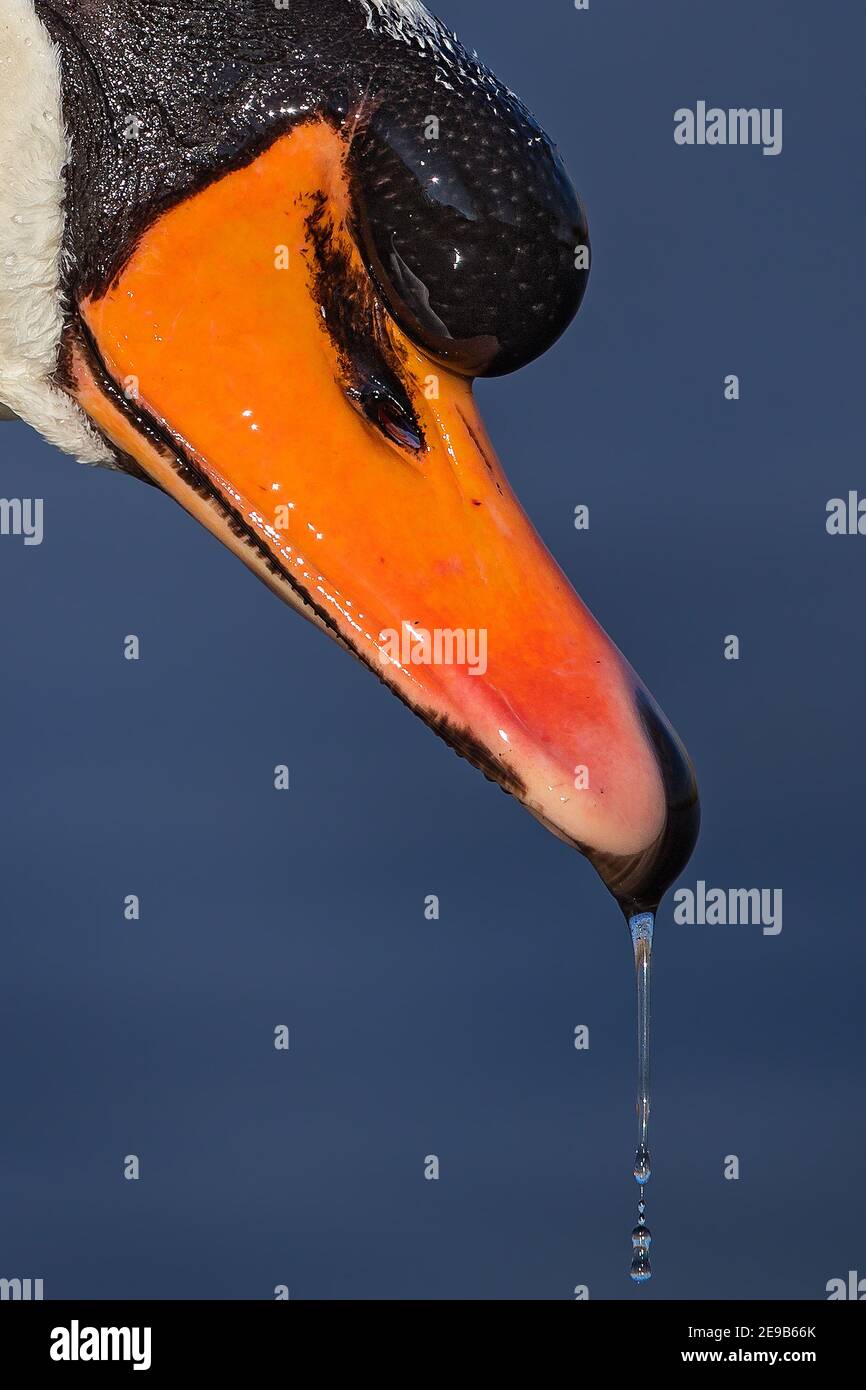Mute Swan (Cygnus olor) portrait of head with waterdrops on bill, Baden-Wuerttemberg; Germany Stock Photo