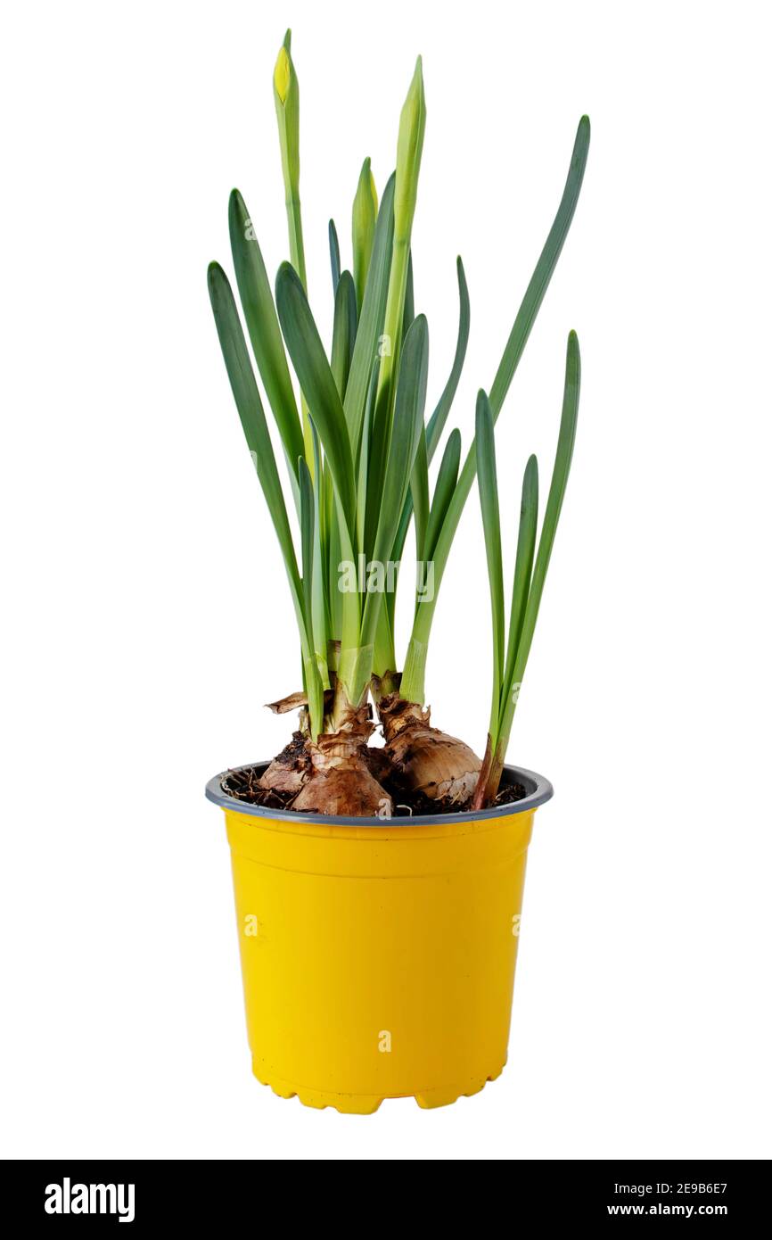 Daffodil or narcissus flower sprouts in the yellow pot. Spring bulbous plant isolated on white. Stock Photo