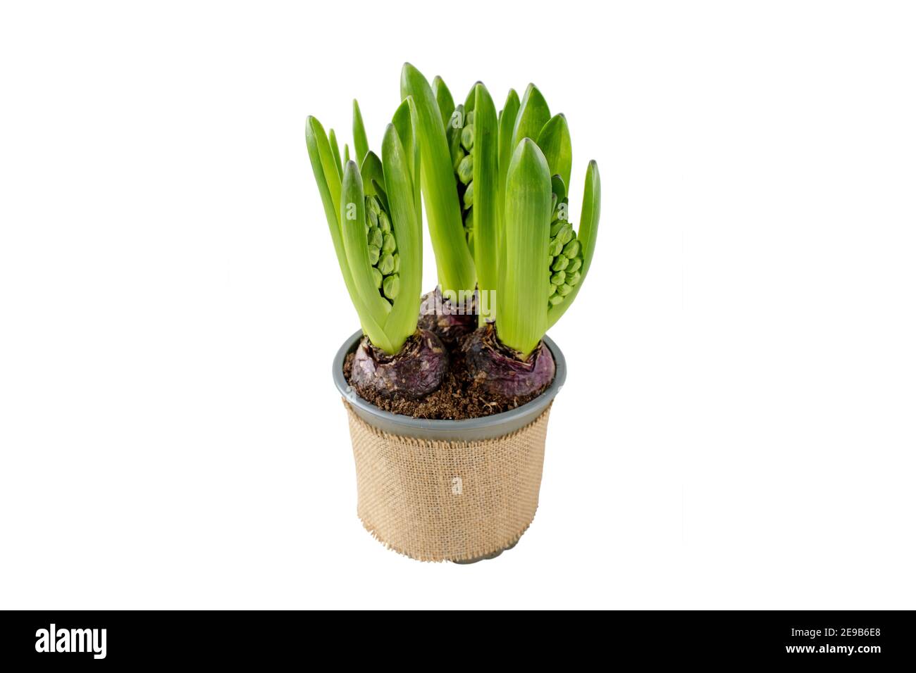 Hyacinth flower sprouts in the pot with jute canvas covering. Hyacinthus spring bulbous plant isolated on white. Stock Photo