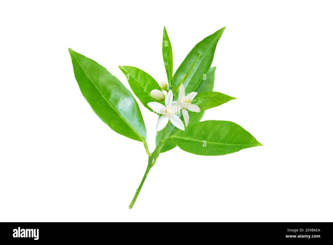 Neroli in bloom. Orange tree branch with white fragrant flowers, buds and leaves isolated on white. Stock Photo